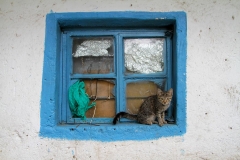 41_cat_on_a_windowsill