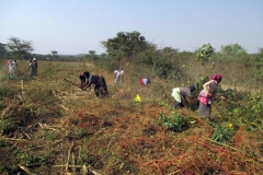 00_Land-clearing-and-fencing_01