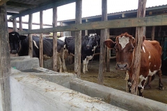 12_3cows_in_cowshed